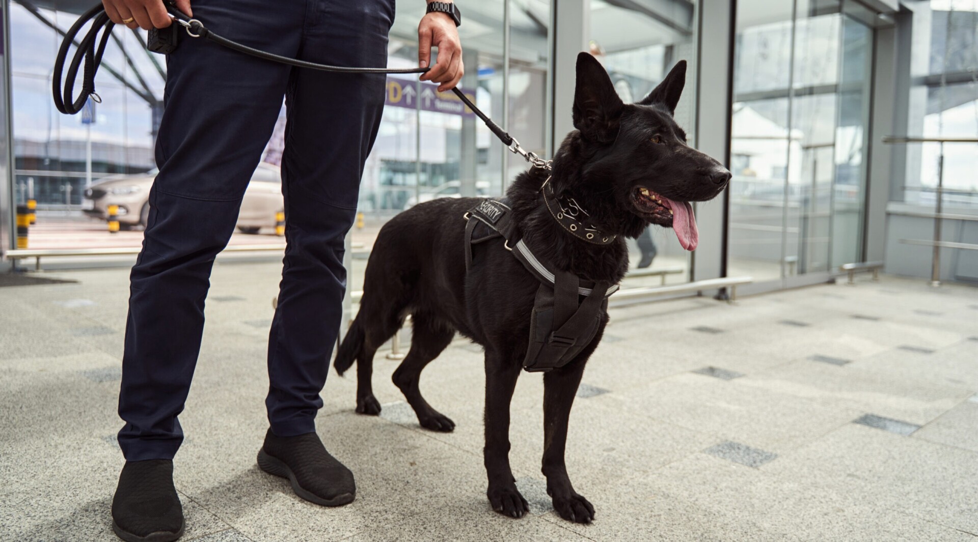 Cambia el horario de perros que apoyen funciones de vigilancia