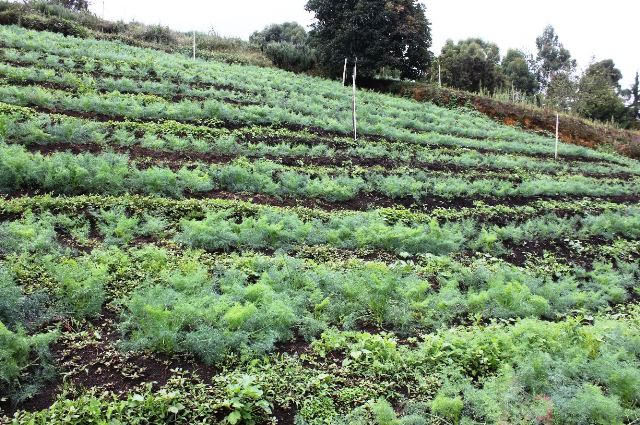 El Tolima participó en mesa de trabajo de la cadena productiva de plantas aromáticas para exportación