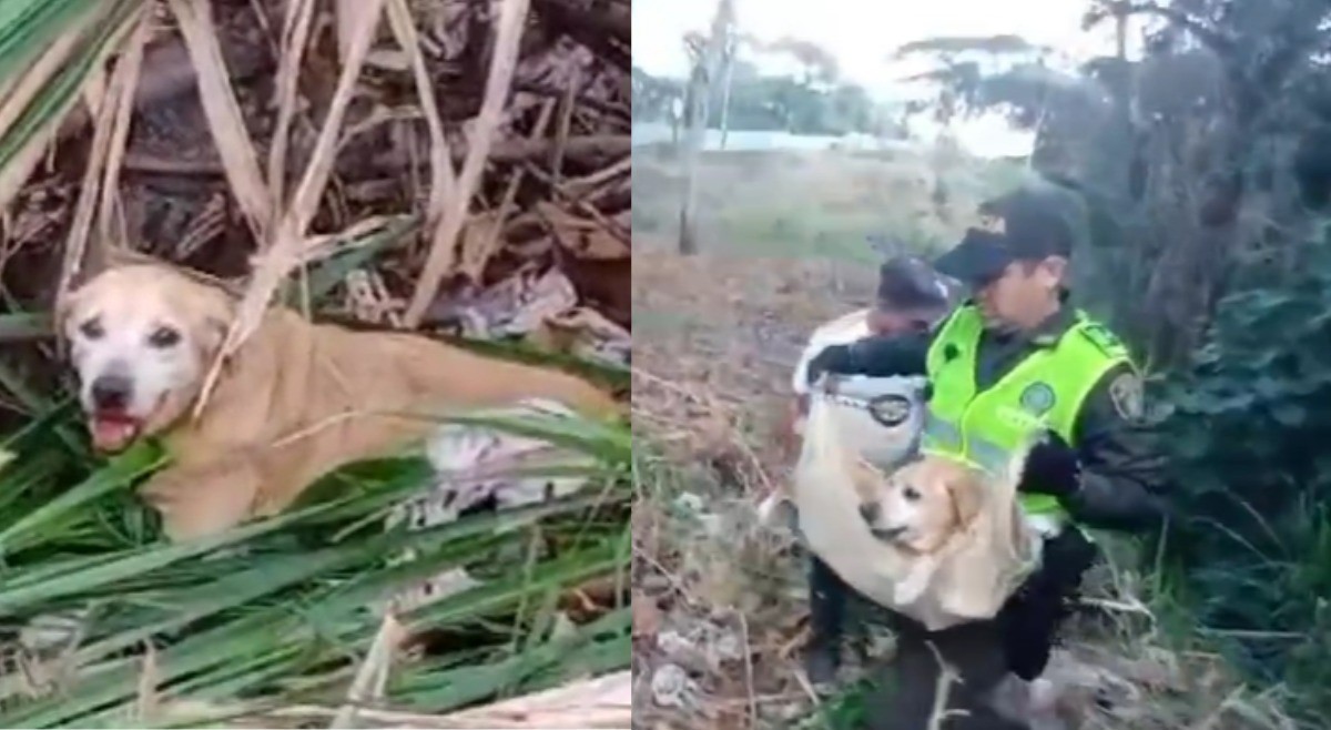 Policías salvaron de la muerte a un perro callejero en el norte de Ibagué