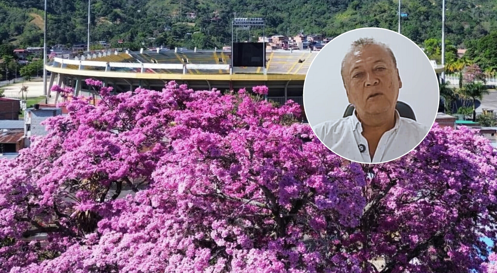 ¿Por qué este 2025 los ocobos florecieron más de lo normal en Ibagué?