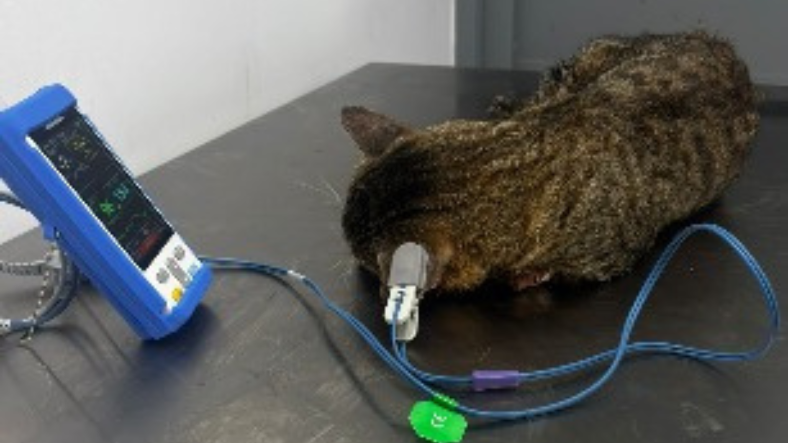 Felino herido recibe atención de urgencia en el Centro de Atención y Protección Animal
