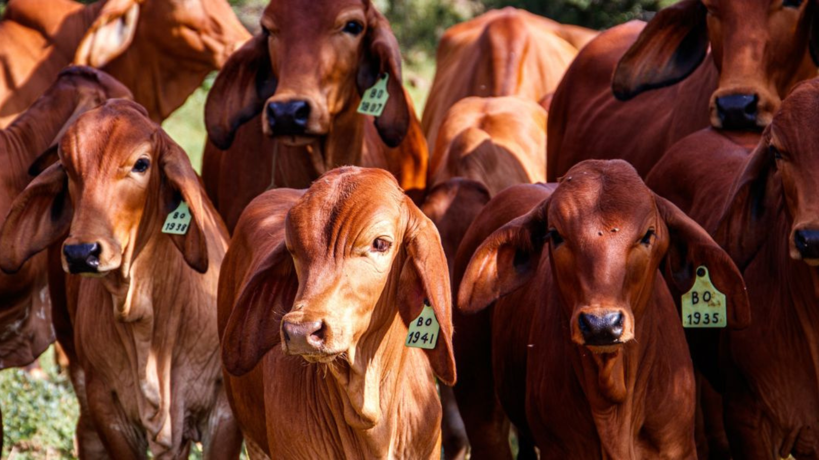 El sacrificio clandestino de ganado en Colombia crece 21% y el Tolima se ve en la encrucijada