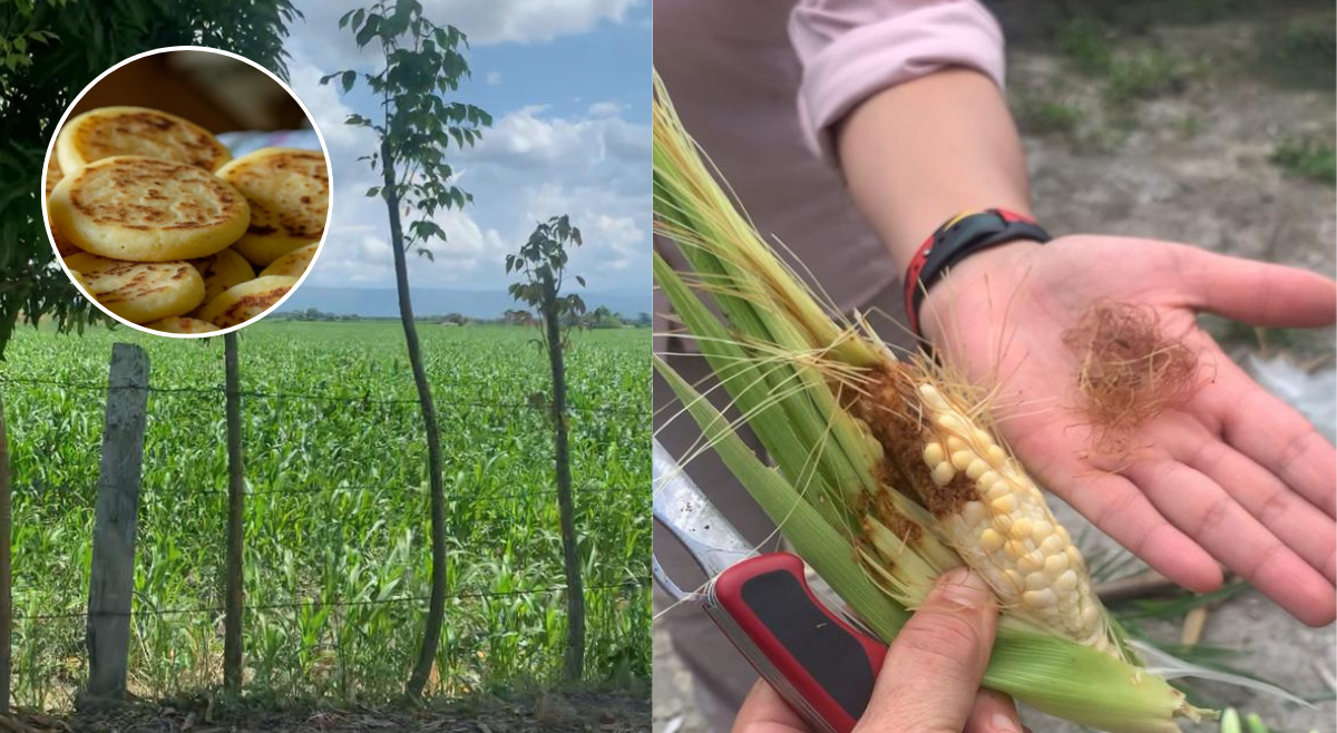 Colombia importa el 80% del maíz que consume pese a su potencial agrícola