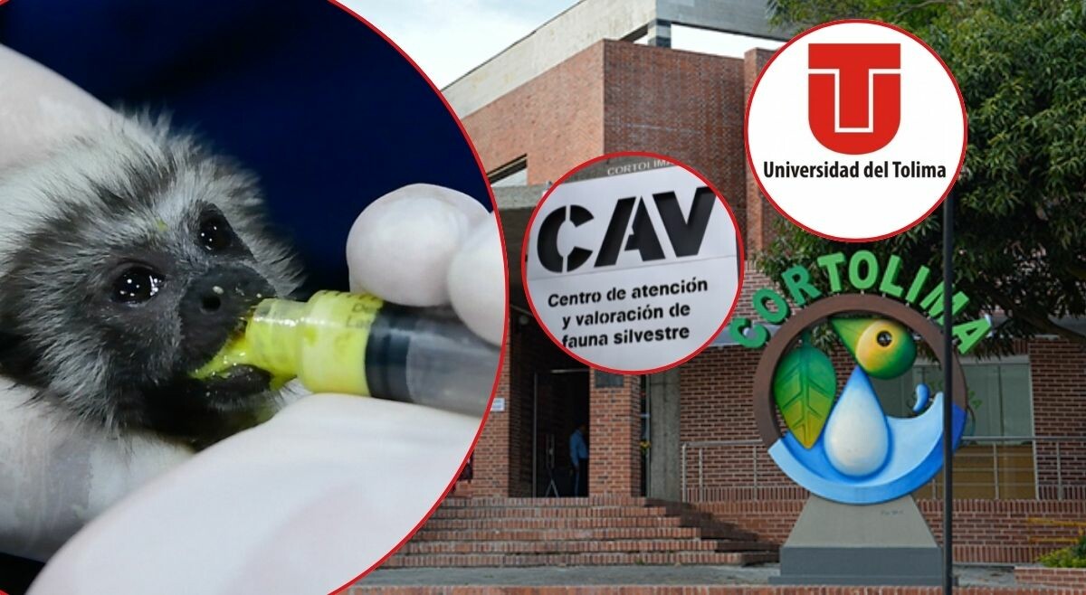 Denuncian que el CAV de Cortolima opera por encima de su capacidad