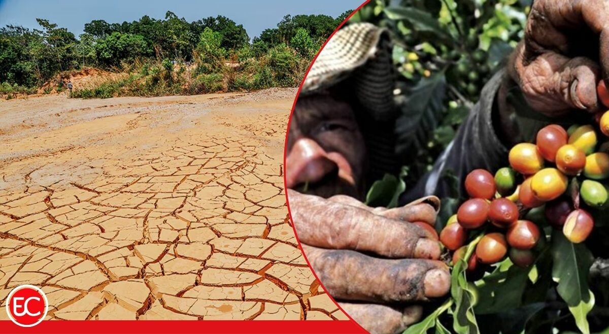 Inversión de $52.000 millones para proteger la caficultura