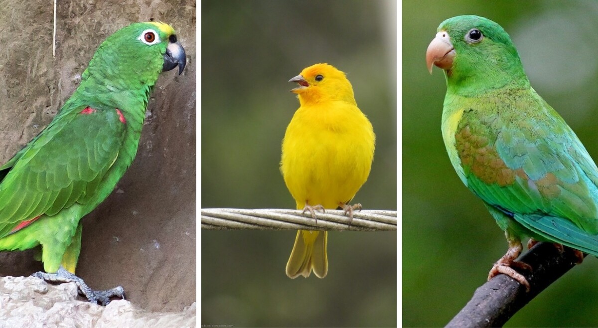 Intensifica controles por tráfico ilegal de fauna y flora en Semana Santa