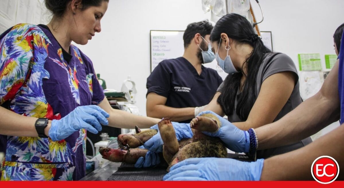Cortolima pide reportar animales silvestres afectados por los incendios