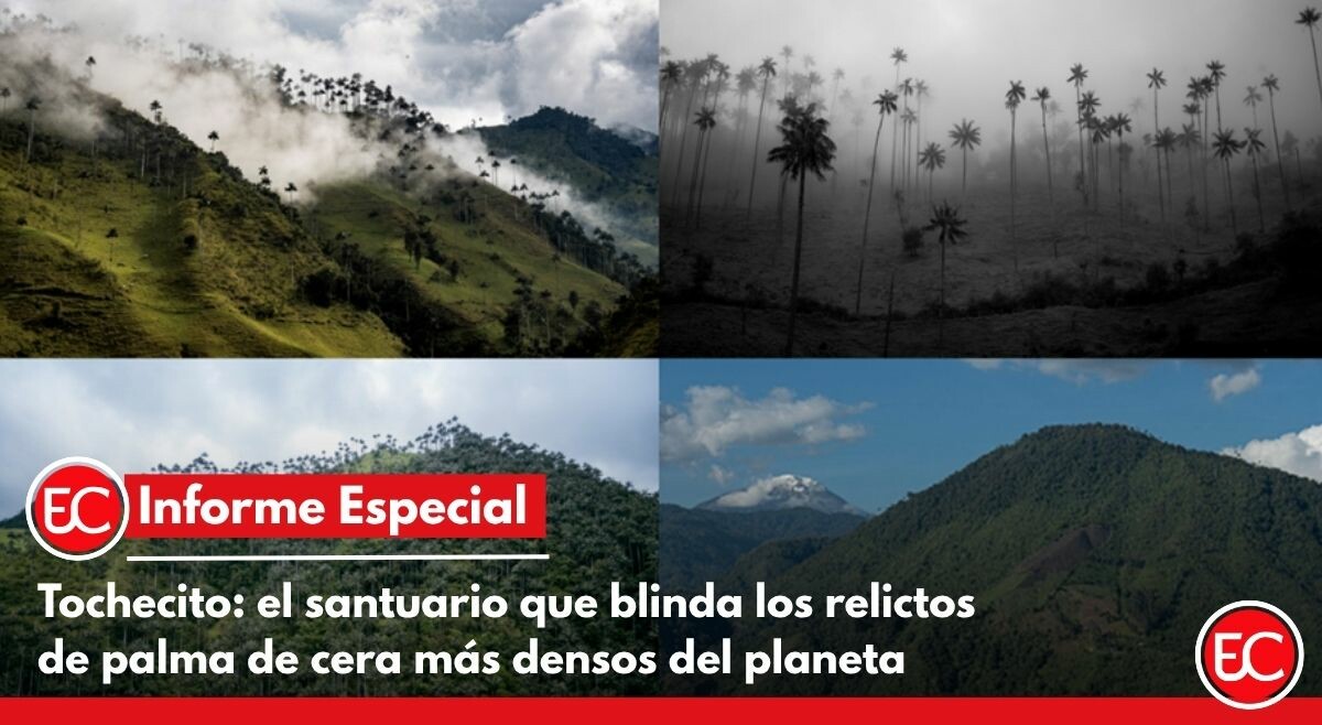 Tochecito: el santuario que blinda los relictos de palma de cera más densos del planeta
