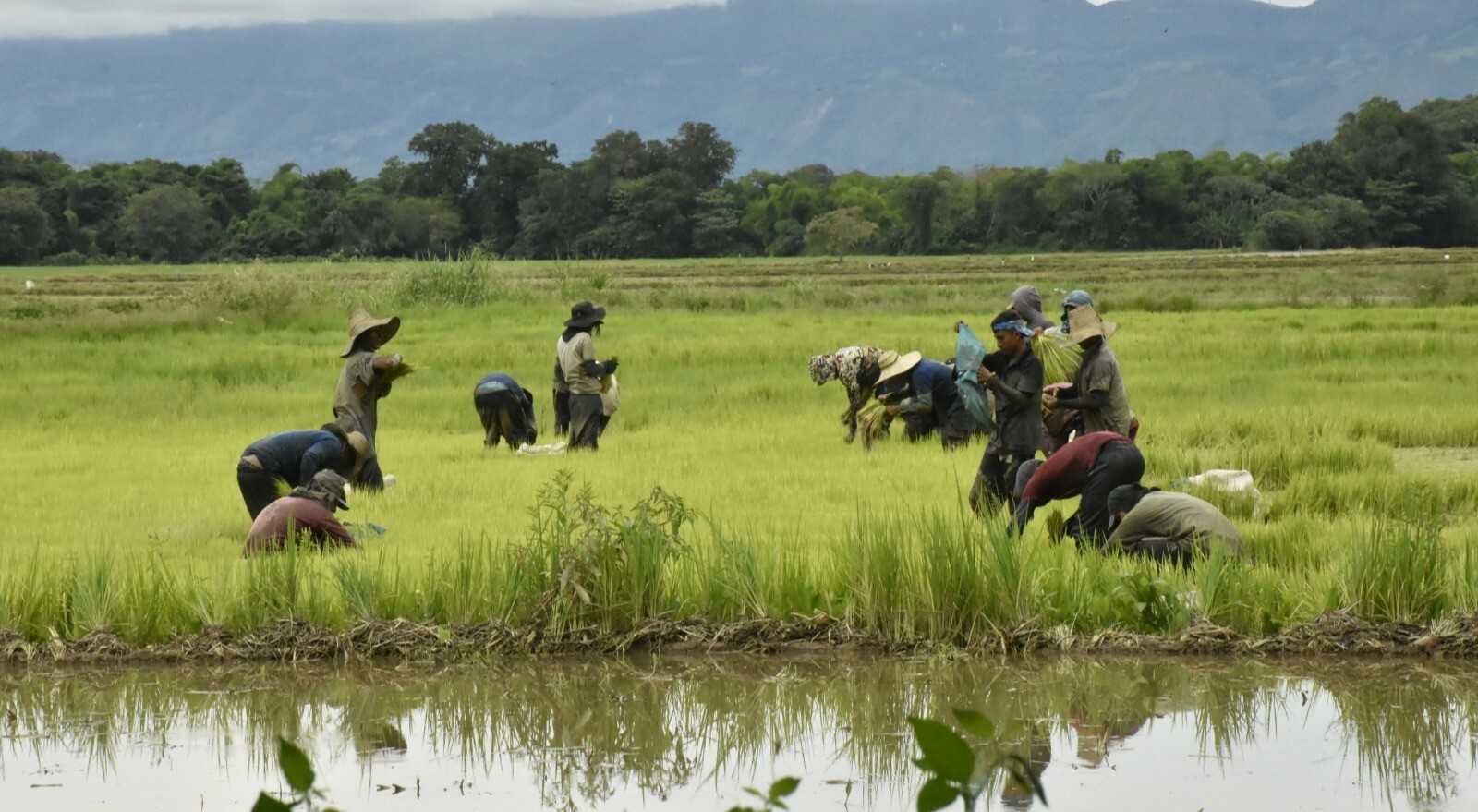 Sector arrocero del Tolima define peticiones para el Gobierno Nacional