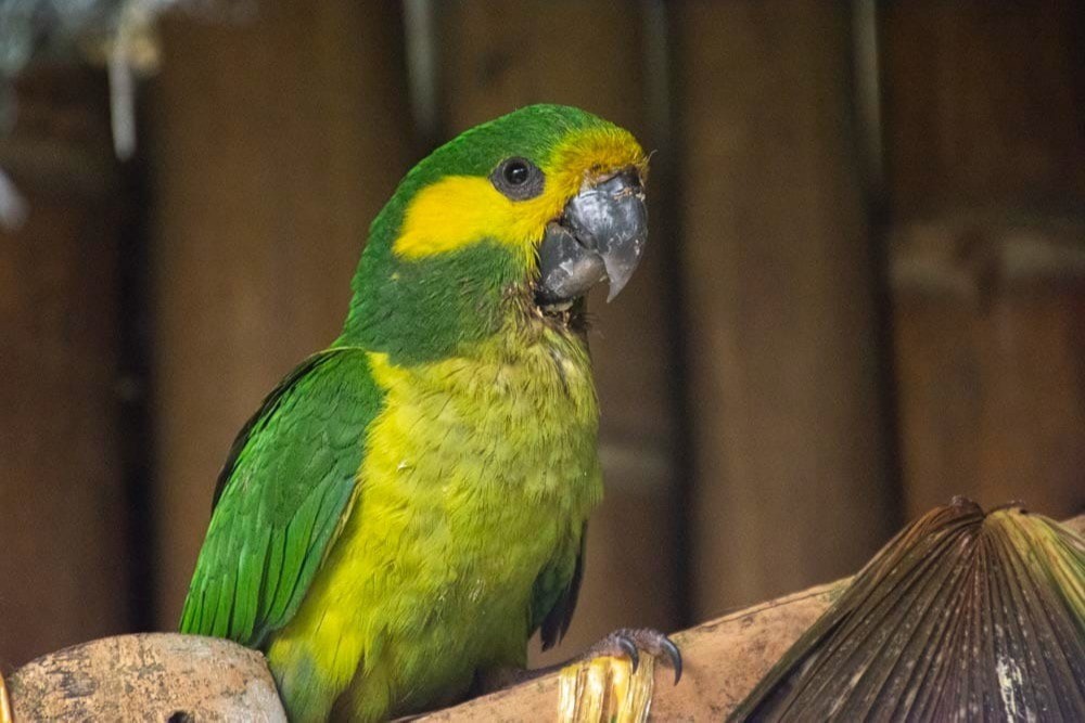 Prepárese para el Festival ‘Te Quiero Verde Tolima’ en Ibagué