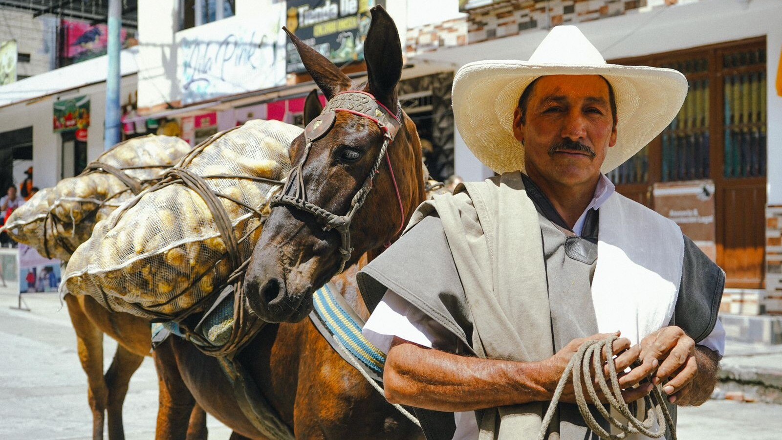 Productores de arracacha en Cajamarca reciben apoyo
