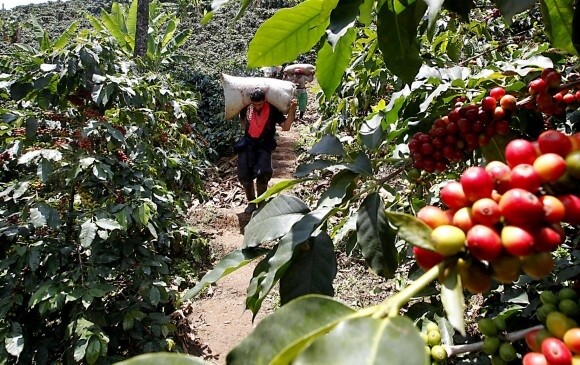 Cafeteros del sur del Tolima siguen la producción pese al COVID-19