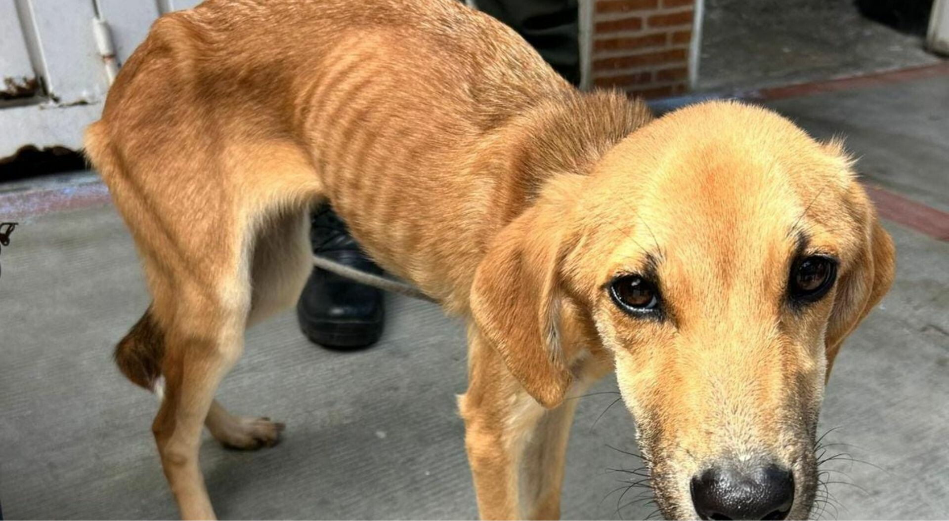 Rescatan mascotas en estado de desnutrición extrema en el sur de Ibagué