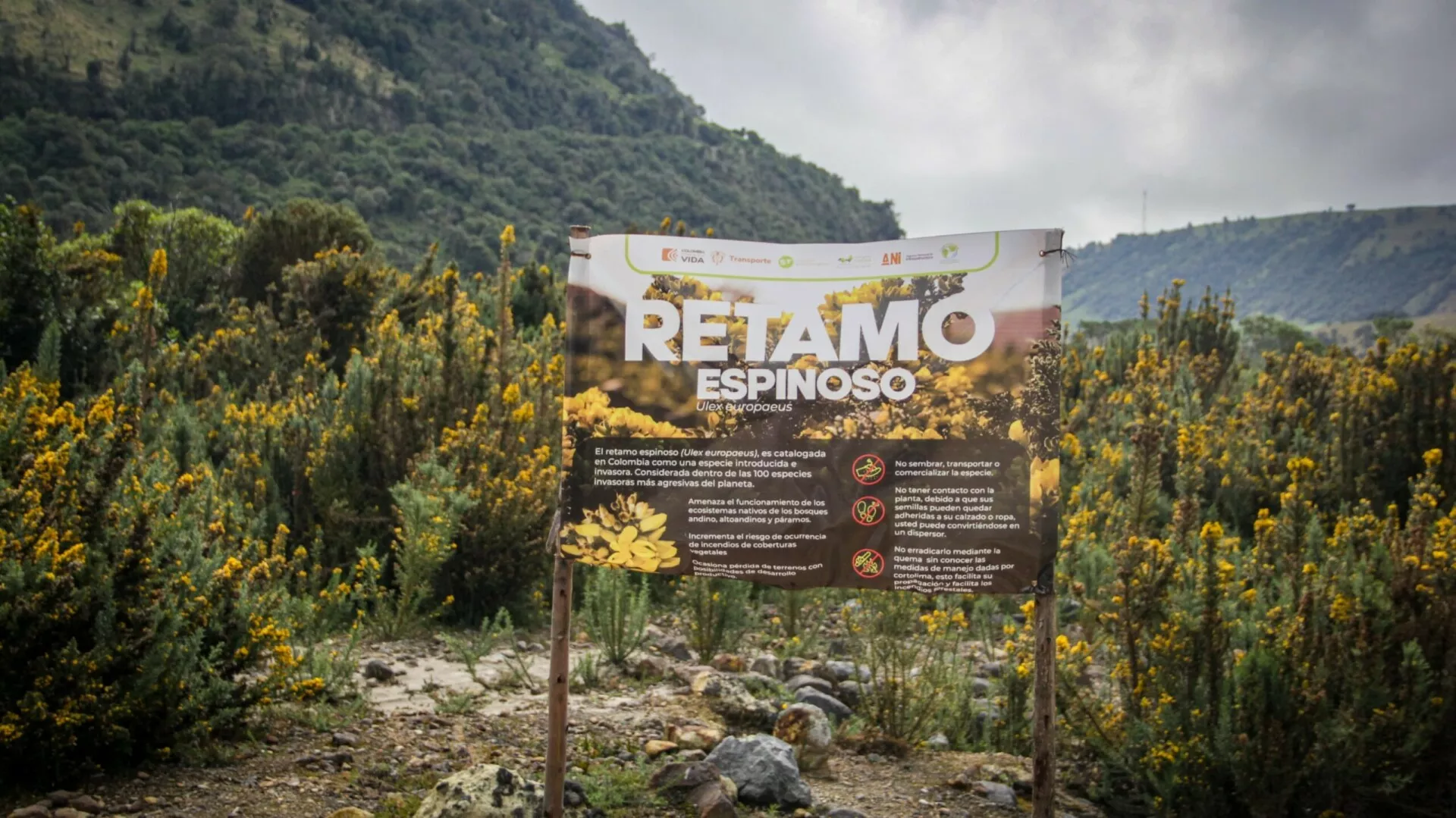 El retamo espinoso avanza sobre los páramos norte del Tolima