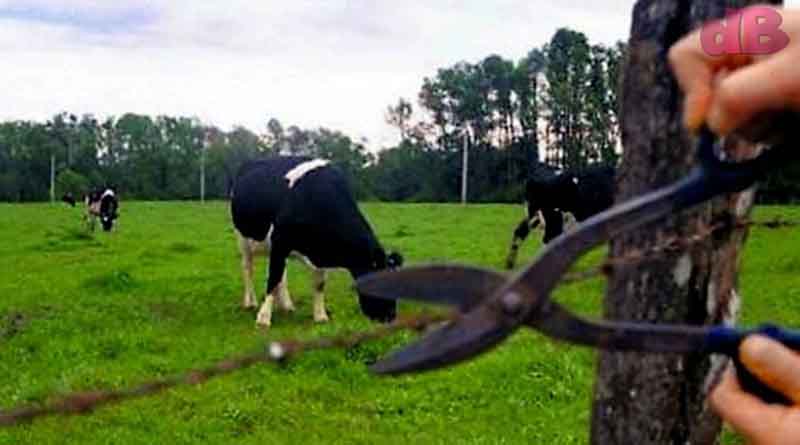 Finqueros de Prado y Dolores azotados por robo de ganado
