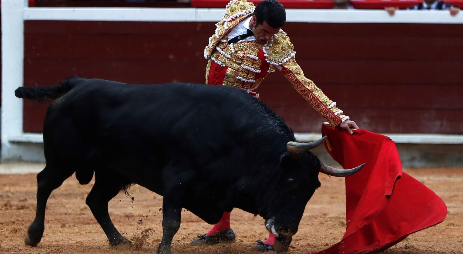 Se prohíben las corridas de toros, peleas de gallos y cabalgatas en Colombia