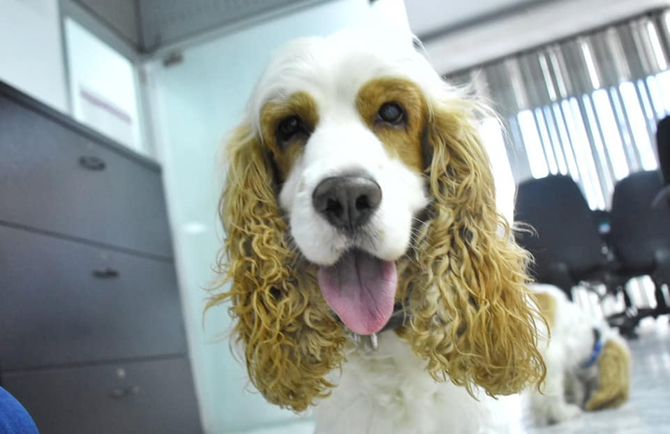 Se viene festival de mascotas en Ibagué