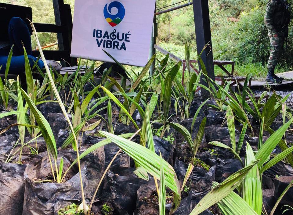 Sembraron más de 500 palmas de cera en el Cañón del Combeima