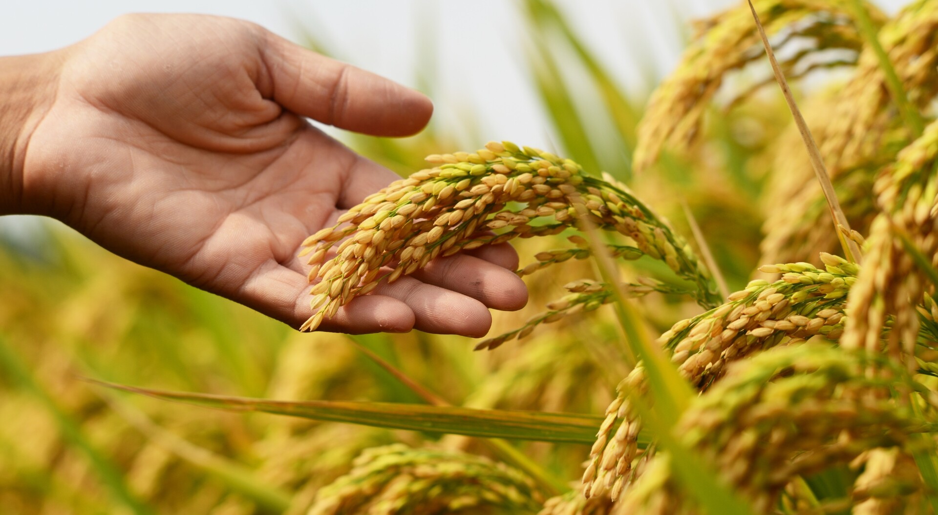 Superintendencia aprueba resolución que fija precios mínimos del arroz