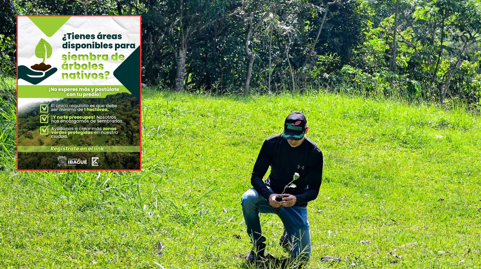 Ibagué abre convocatoria para postular predios destinados a siembra de árboles nativos