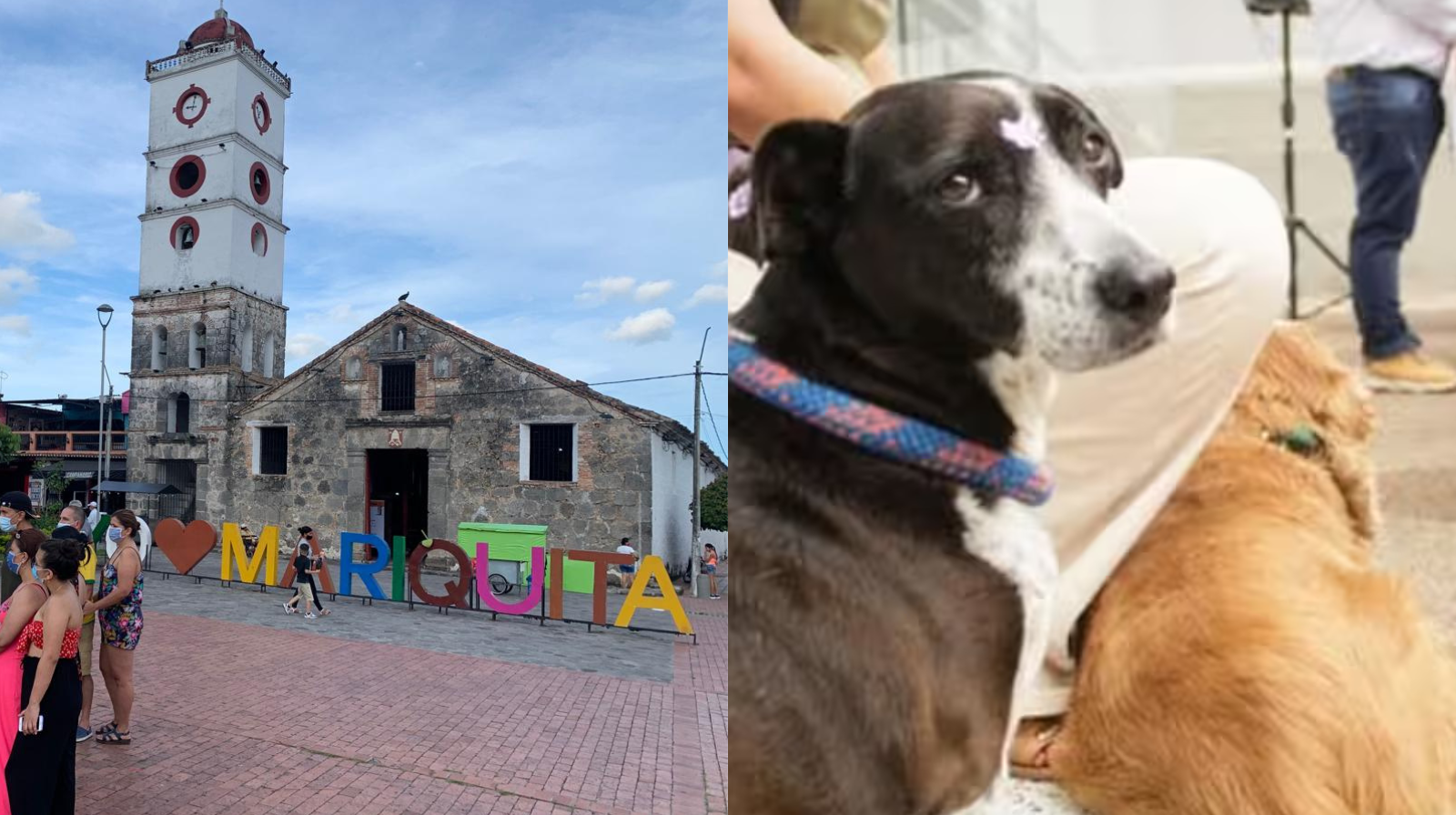 Mariquita reúne a 12 municipios en la Segunda Jornada de Bienestar Animal