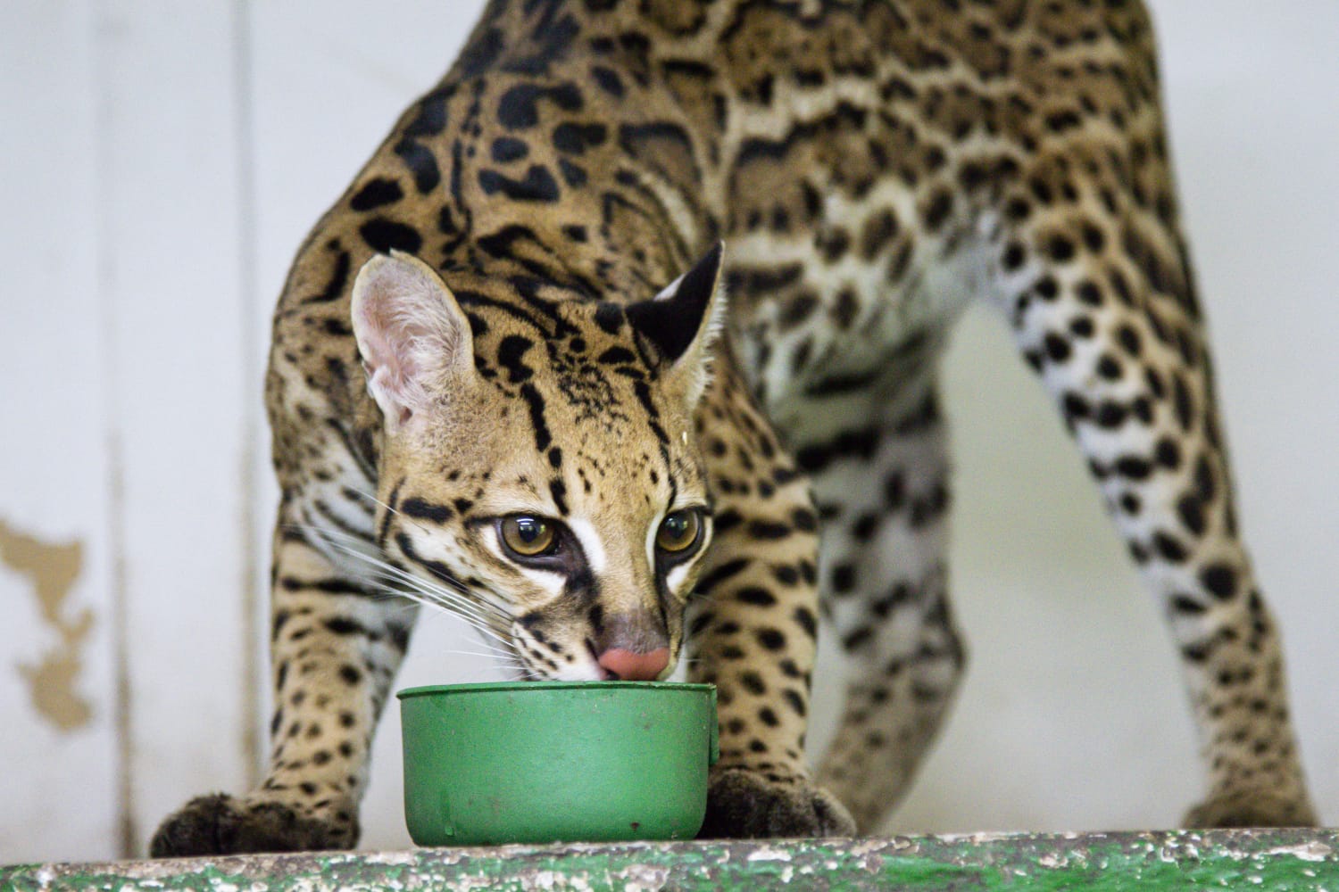 Tigrillo en el Tolima se crío con humanos y perdió su instinto salvaje
