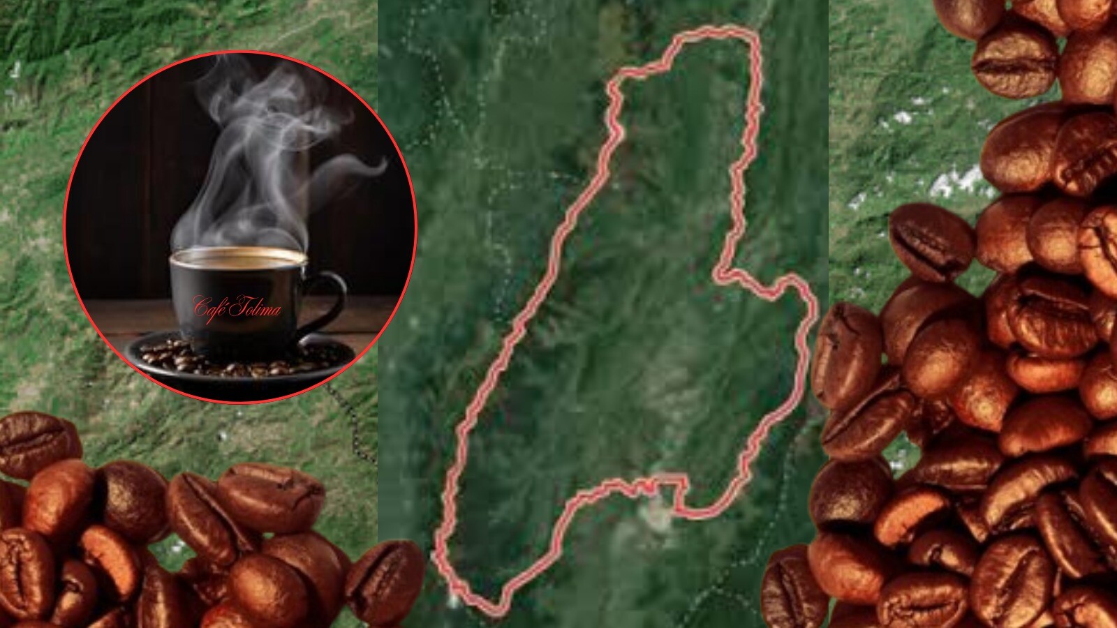 Tolima lanzará su propia marca de café en 2026