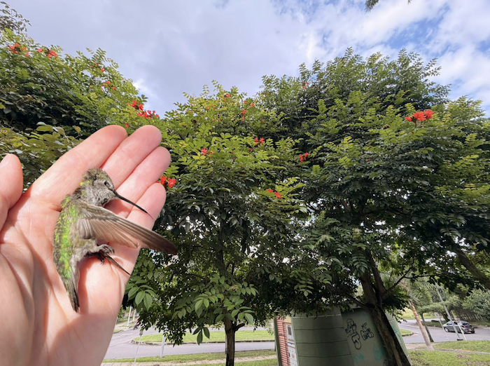 Tulipán africano: la belleza exótica que amenaza a los polinizadores en Ibagué