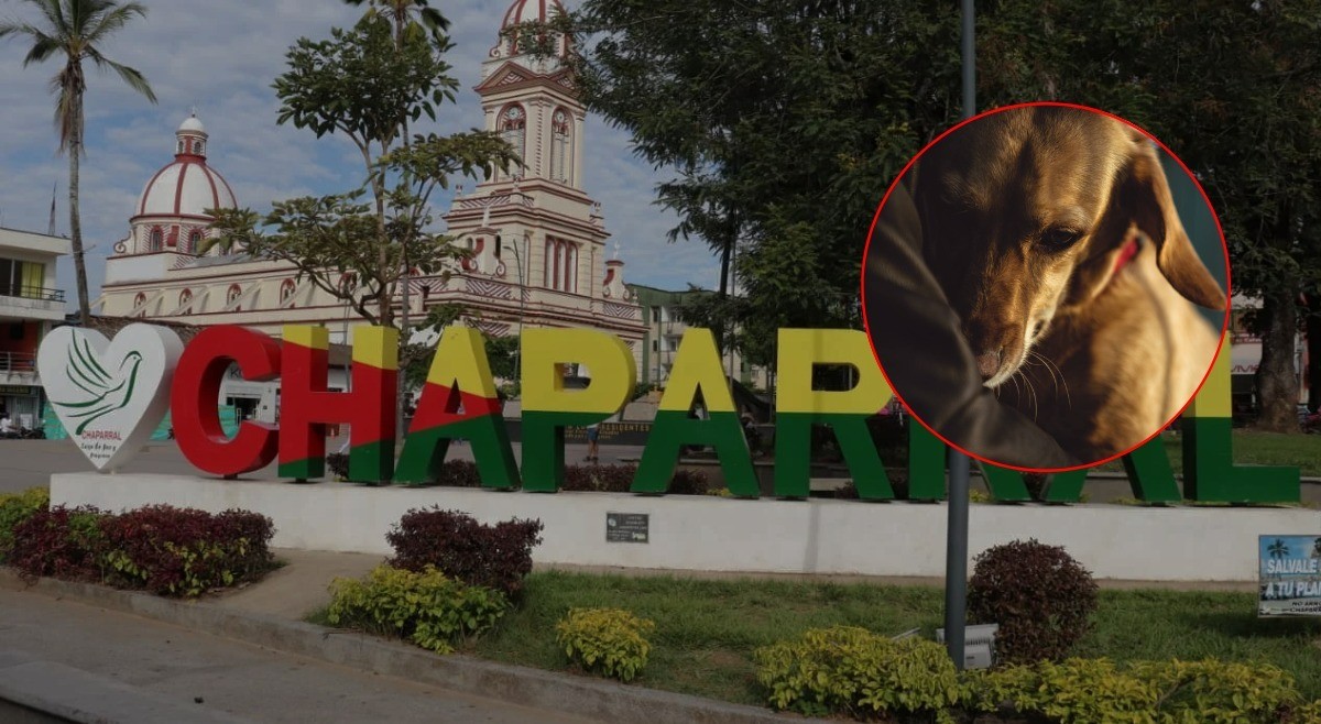 Un hombre fue imputado por causarle la muerte a una perra en Chaparral