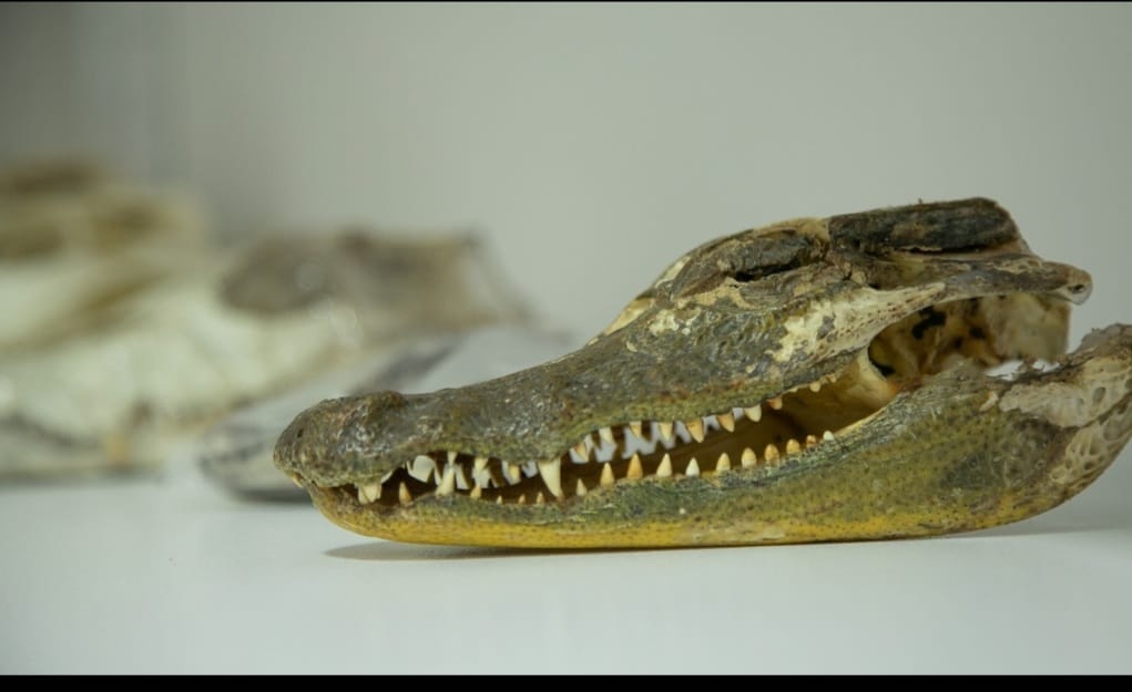 Unibagué abrió Colección Zoológica de Docencia