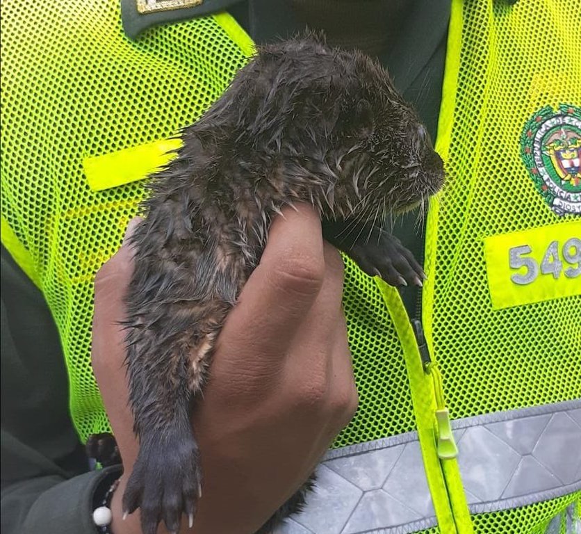 Policía rescató  nutria que se encontraba en mal estado en Honda