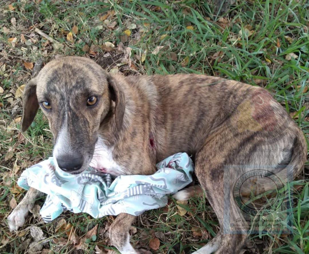 Denuncian que hombre le disparó a una perra en Purificación