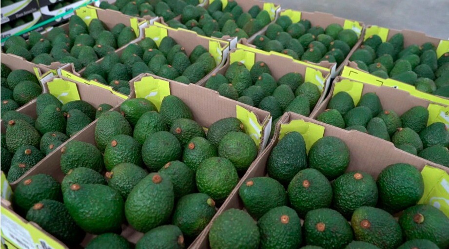 Aguacate Hass colombiano llega al mercado de Uruguay