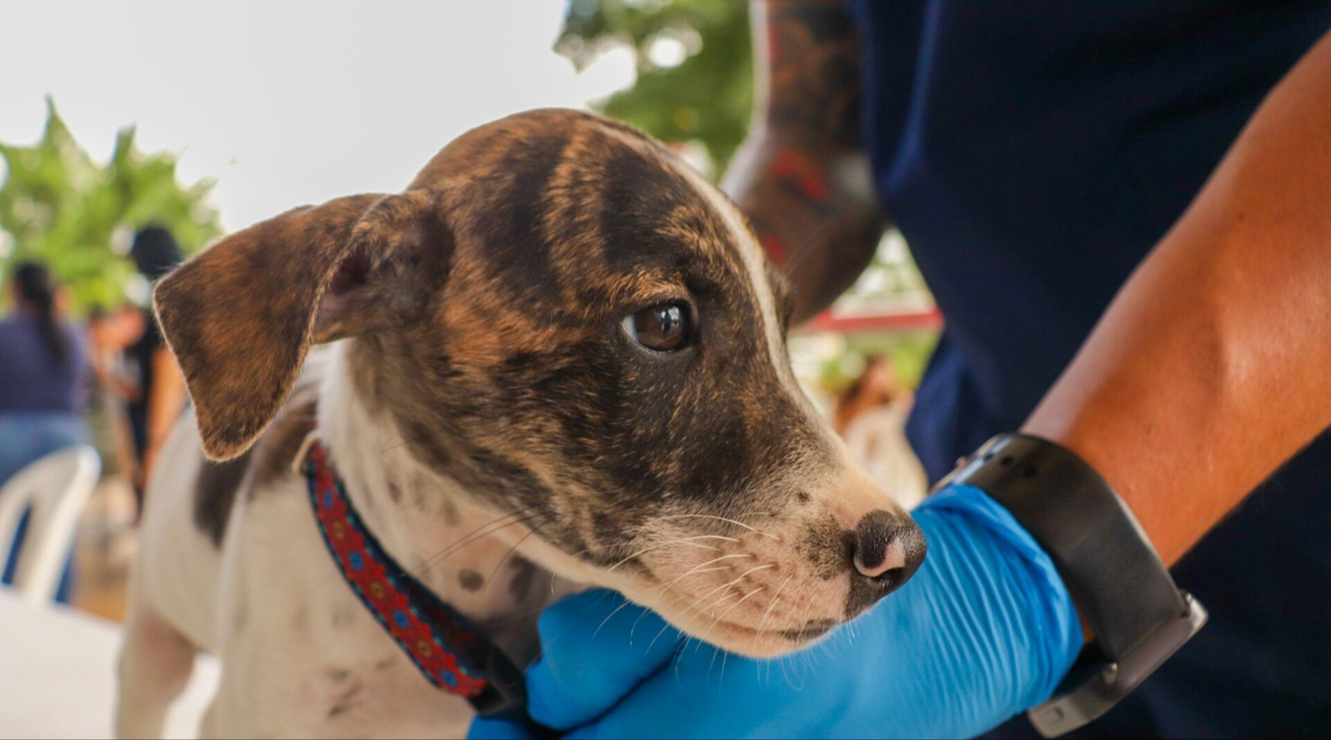 ¡Adopte un amigo en La Estación!