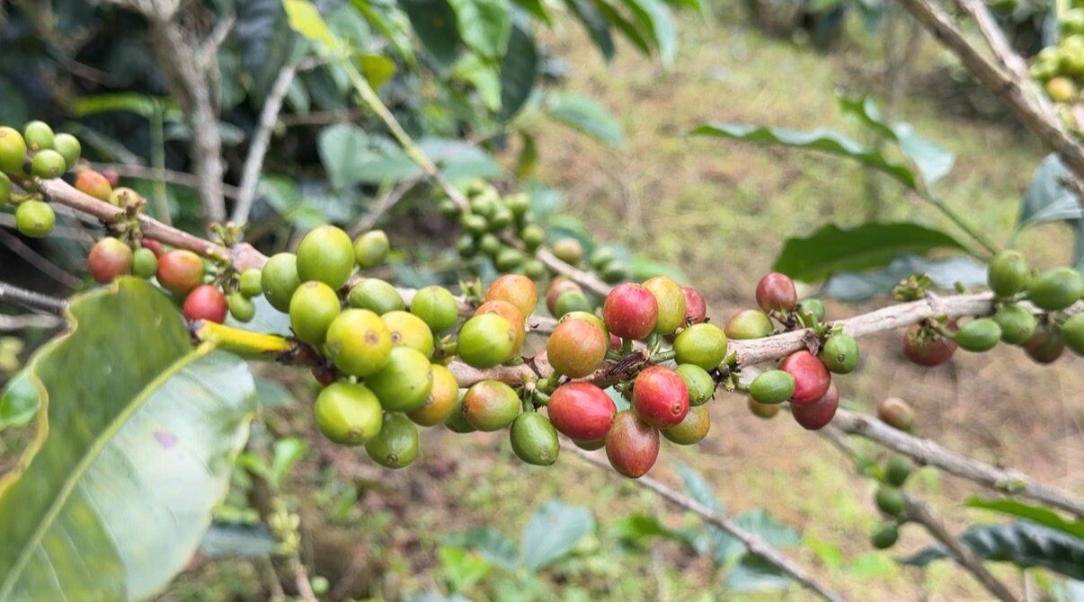 Ibagué se posiciona como potencia exportadora colombiana