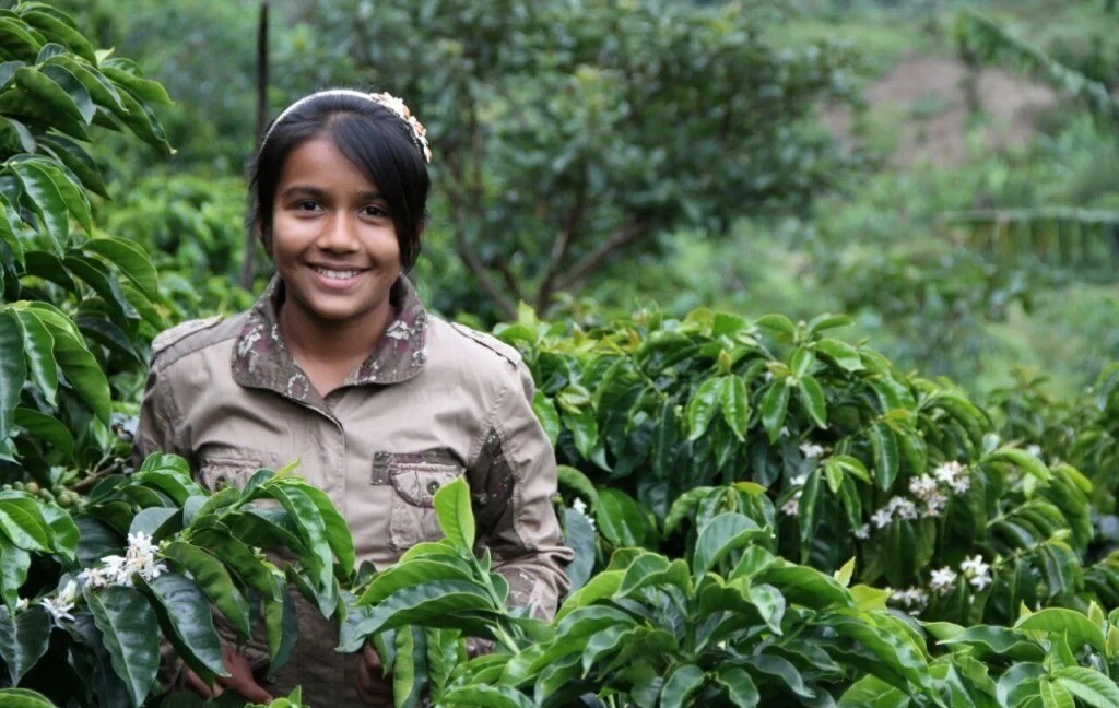 Jóvenes del sur del Tolima a especializarse en las artes del café