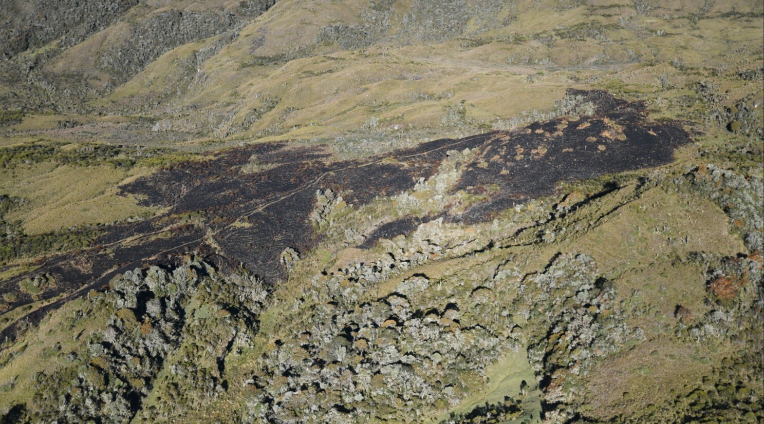 Autoridades confirman la extinción de incendio forestal en el páramo de Santa Isabel
