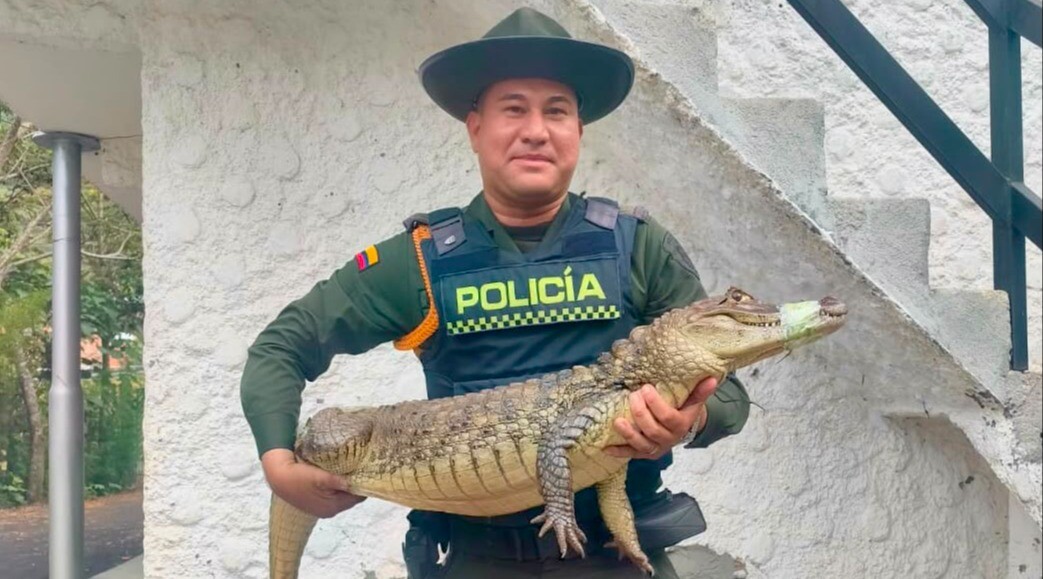 Policía Ambiental rescata 13 animales silvestres en Ibagué y Alvarado