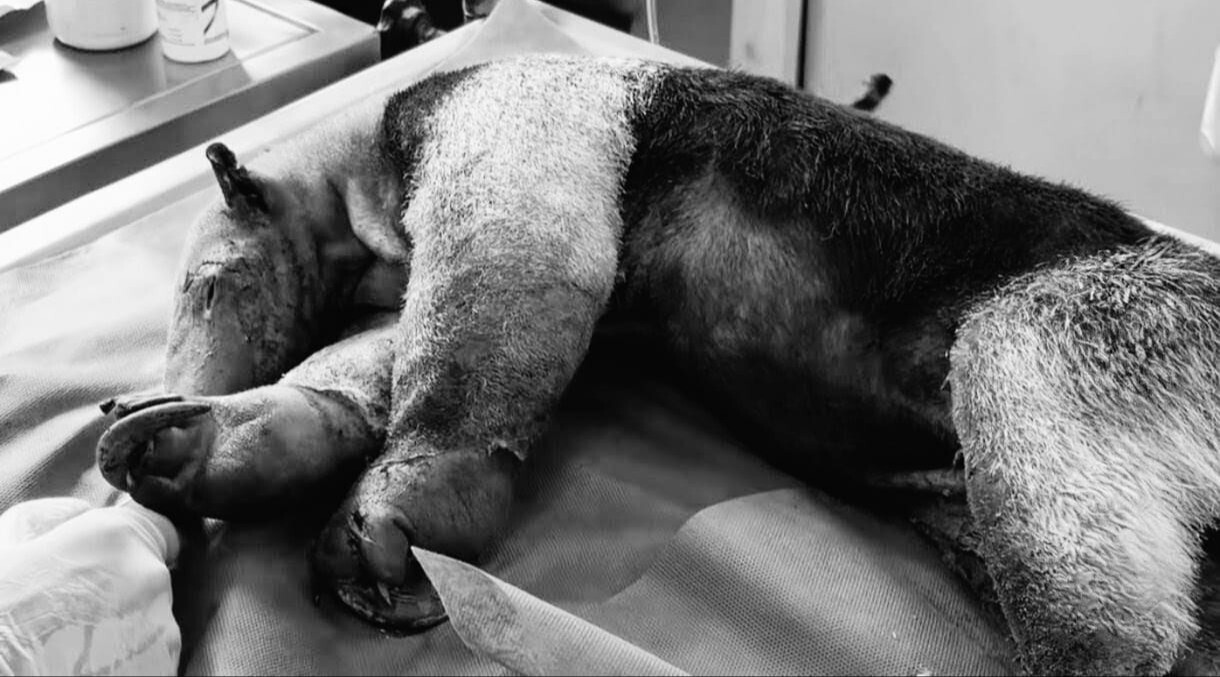 Oso hormiguero, una víctima más de los incendios forestales en el Tolima