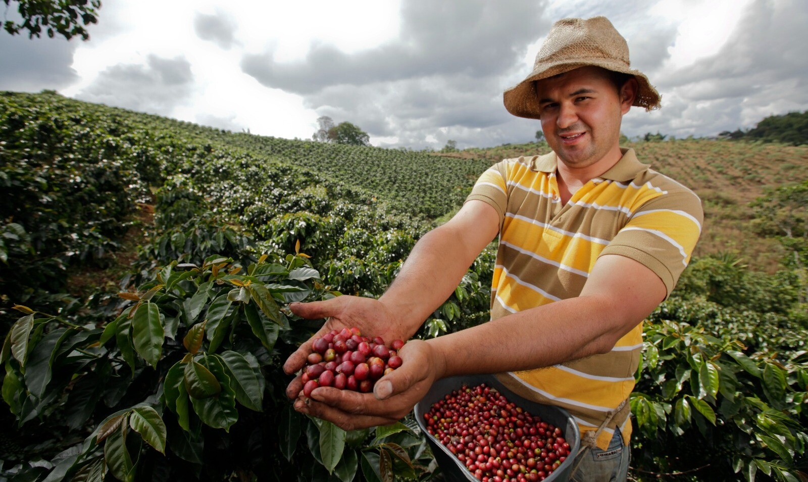 Café de Colombia viaja por 108 países del mundo, y el Tolima ahí