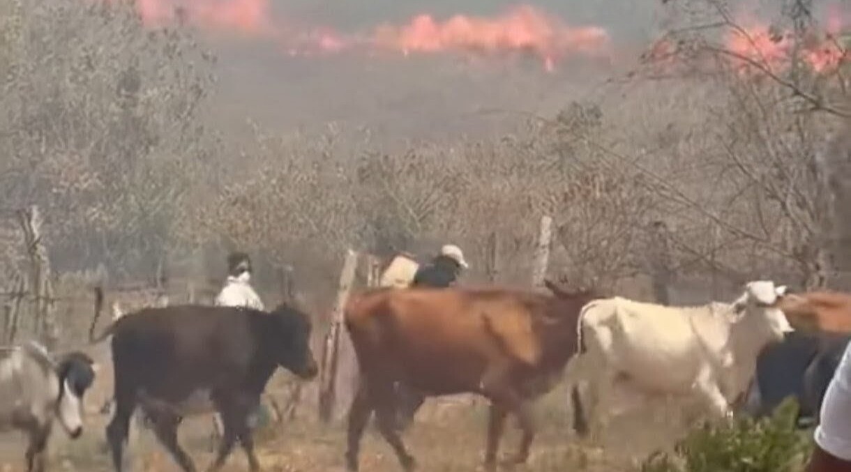Entregarán alimento para ganado afectado por incendios forestales en Suárez