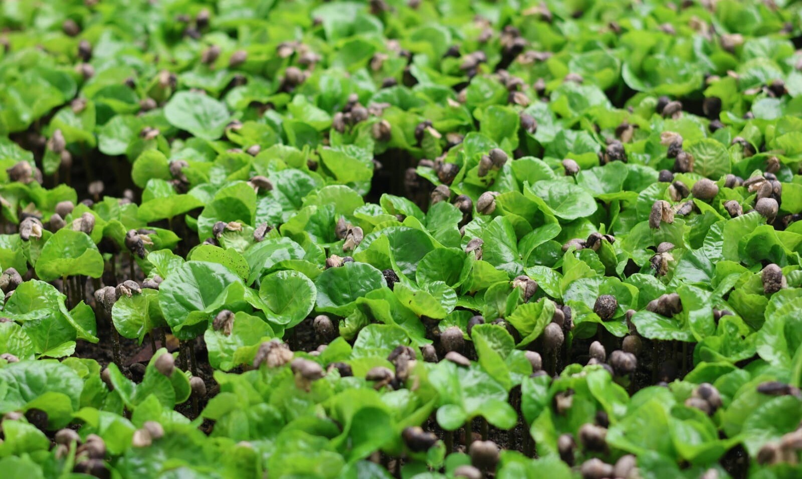 Celestra, la nueva variedad que irrumpe en los mercados de cafés especiales