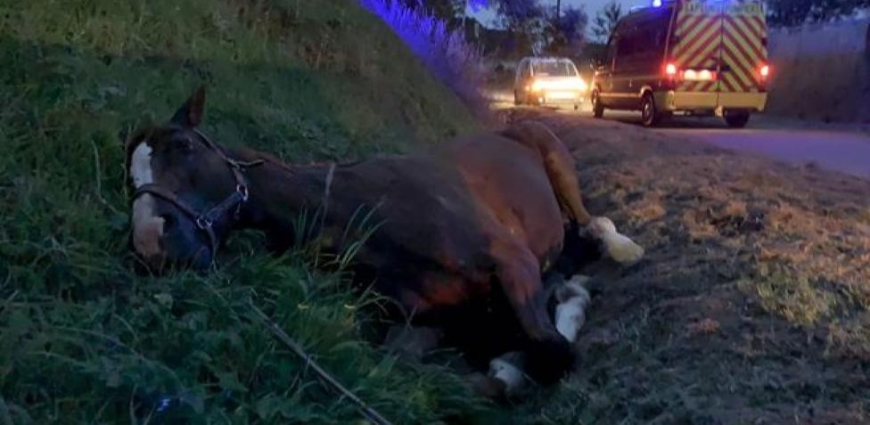 Fiscalía acusa a persona de causar muerte a yegua con arma blanca