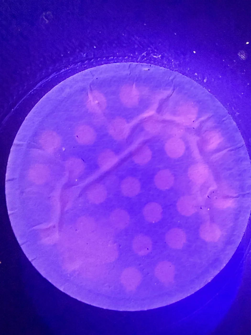 Pink glowing particles on a circular filter membrane