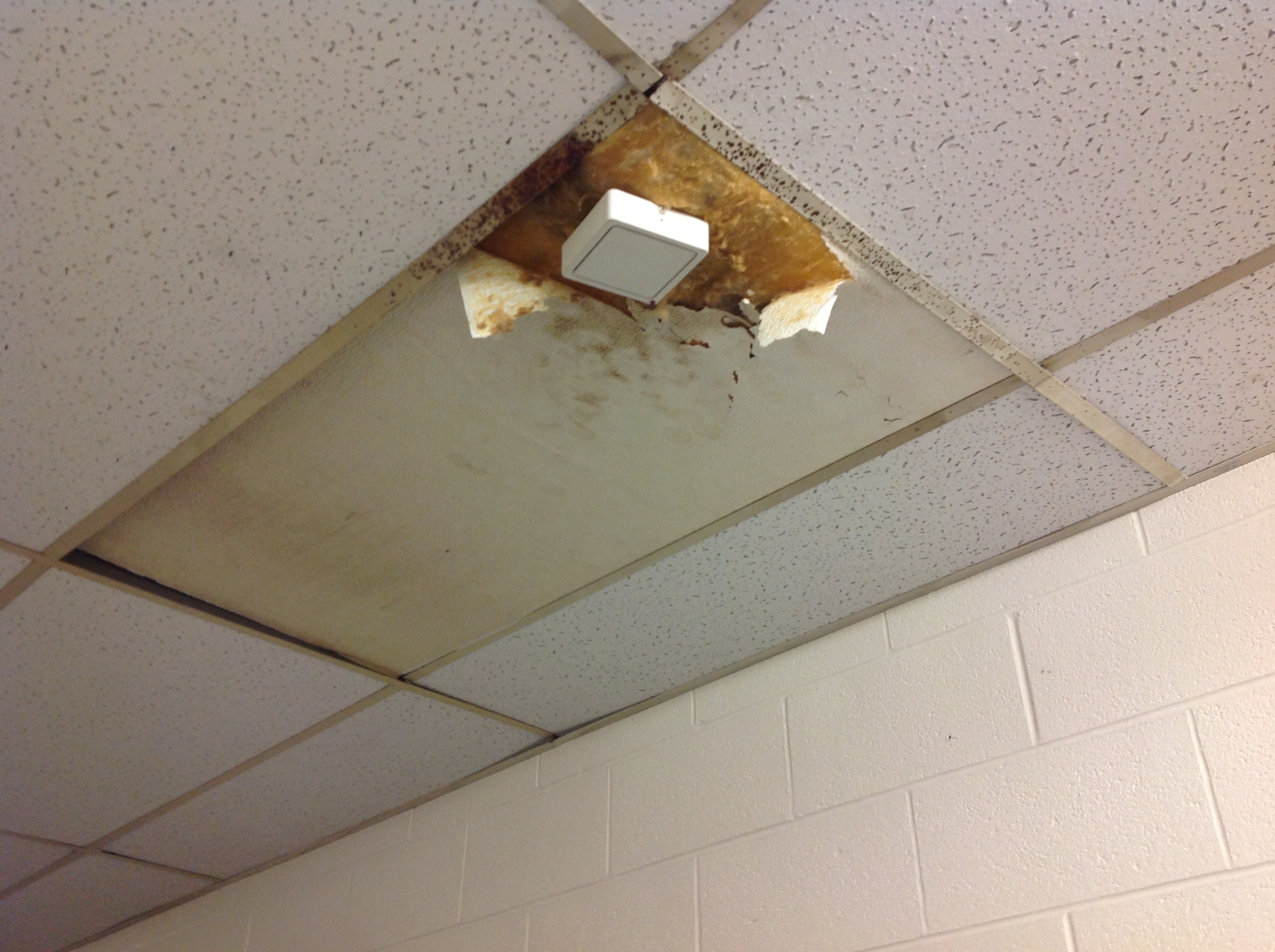 Permalink to Black Mold On Drop Ceiling Tiles