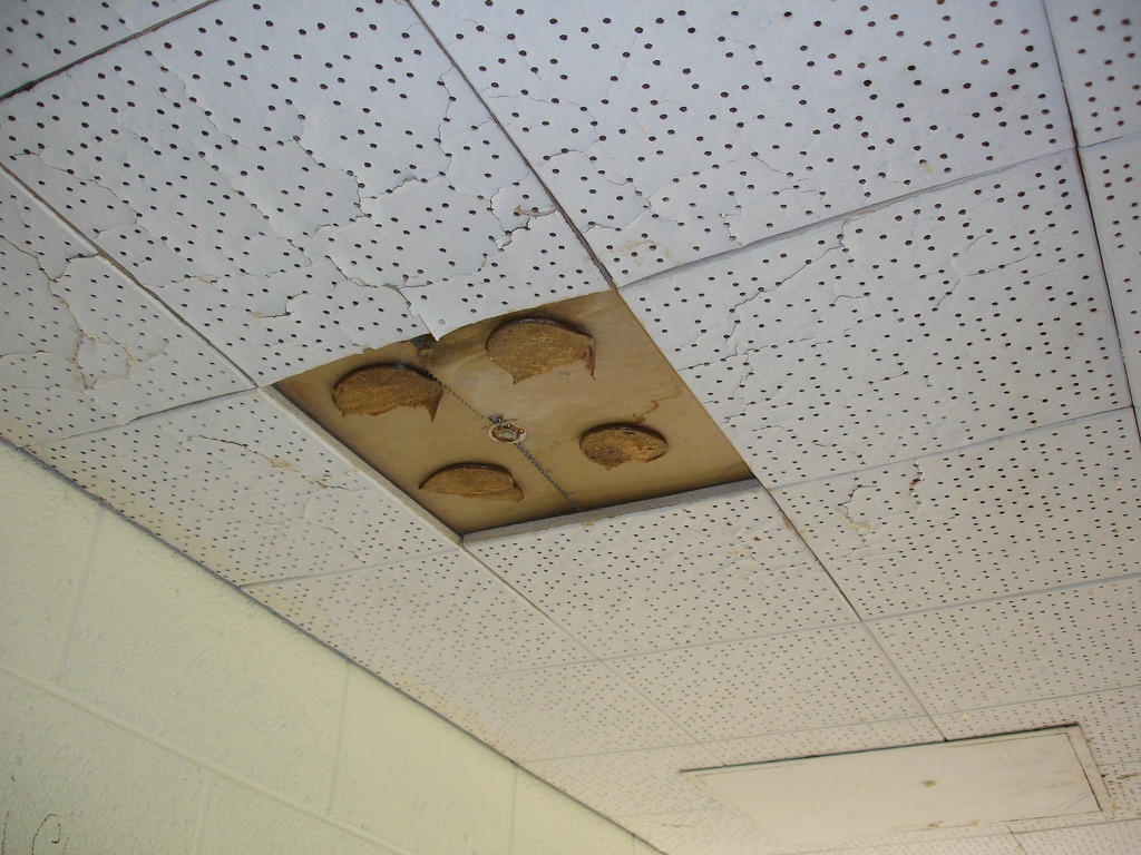Glue Up Acoustic Ceiling Tiles