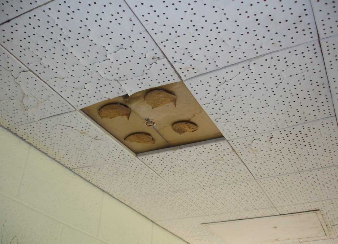Staple Ceiling Tiles Asbestos
