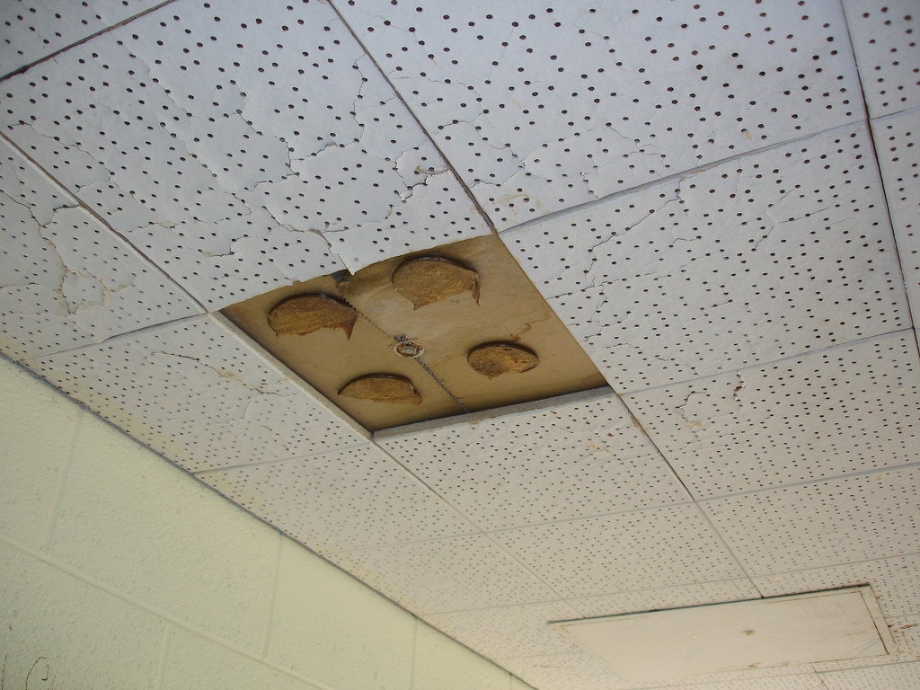 Acoustic Ceiling Tiles Asbestos
