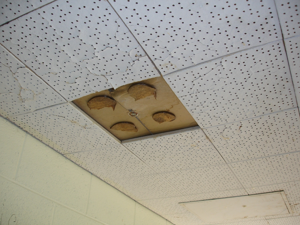 Glue On Acoustical Ceiling Tiles
