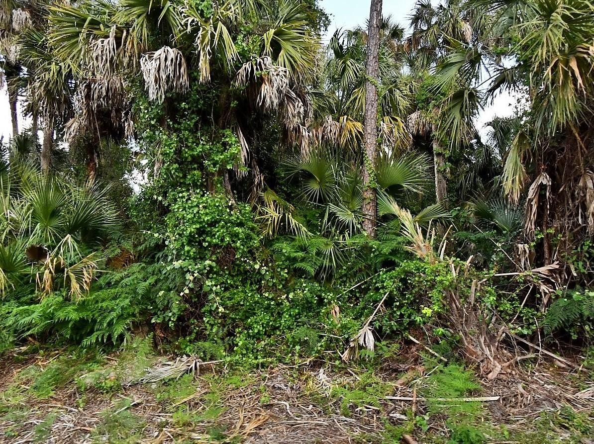 CALADIUM RD
